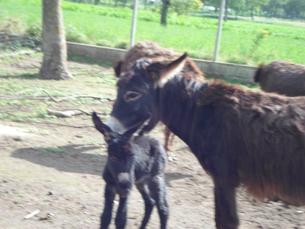 מונטלה Azienda Agrituristica Pericle מראה חיצוני תמונה