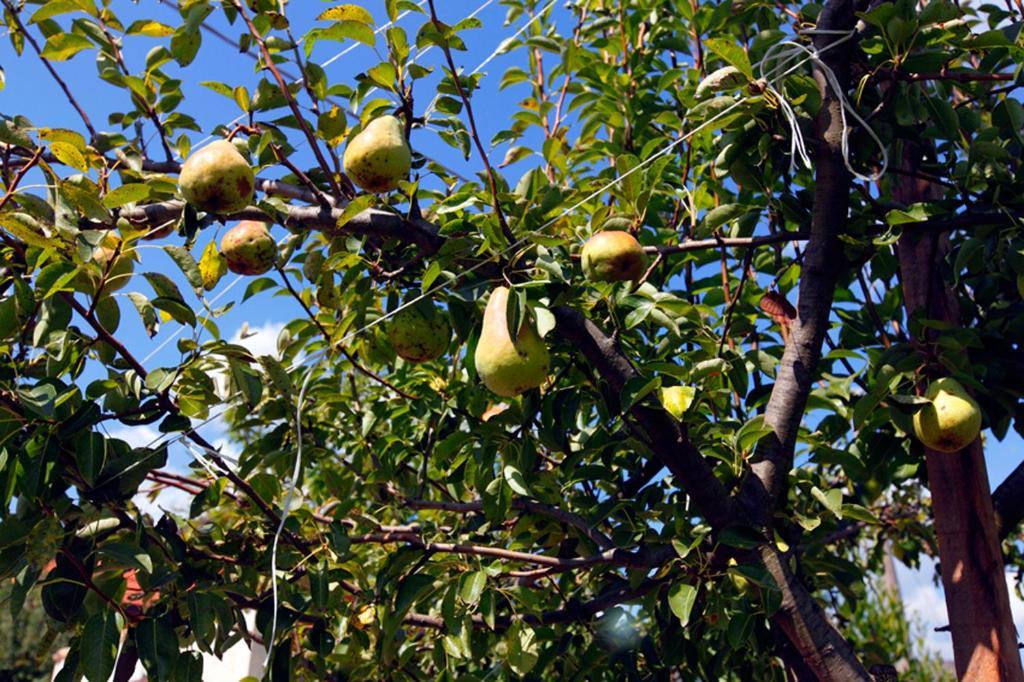 מונטלה Azienda Agrituristica Pericle מראה חיצוני תמונה