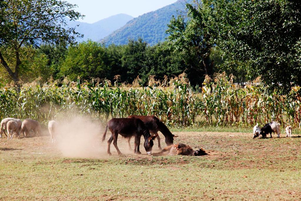 מונטלה Azienda Agrituristica Pericle מראה חיצוני תמונה