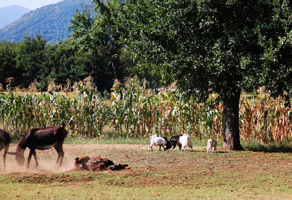 מונטלה Azienda Agrituristica Pericle מראה חיצוני תמונה