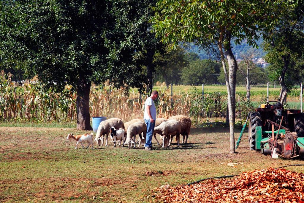 מונטלה Azienda Agrituristica Pericle מראה חיצוני תמונה