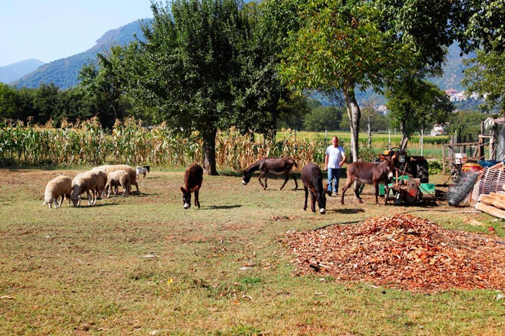 מונטלה Azienda Agrituristica Pericle מראה חיצוני תמונה