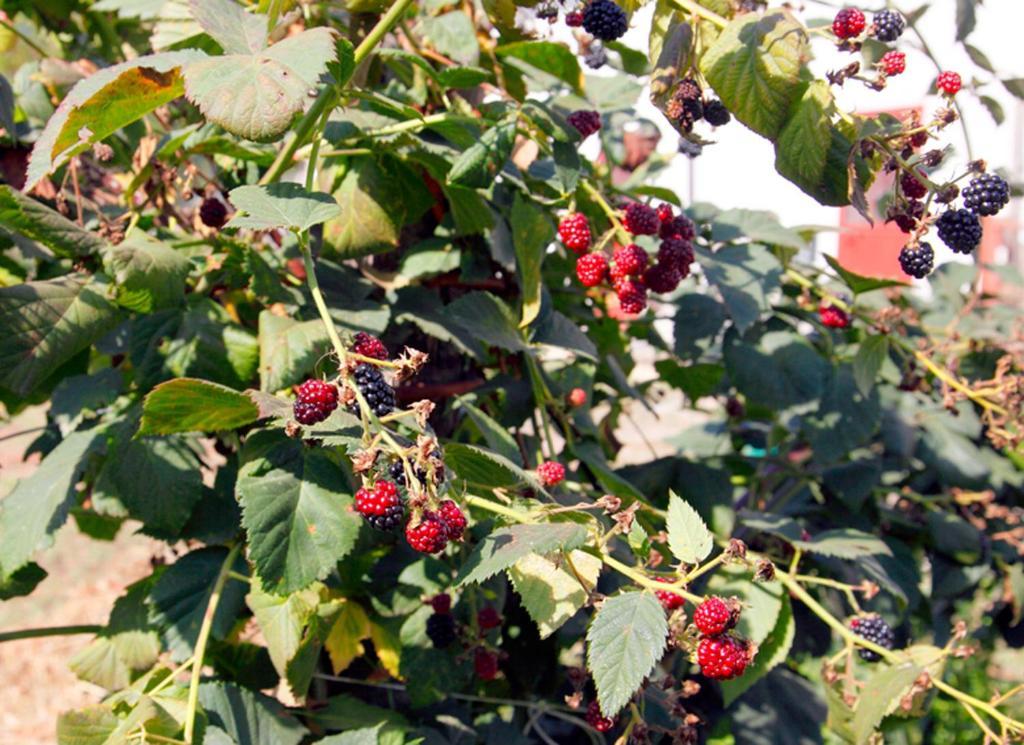 מונטלה Azienda Agrituristica Pericle מראה חיצוני תמונה